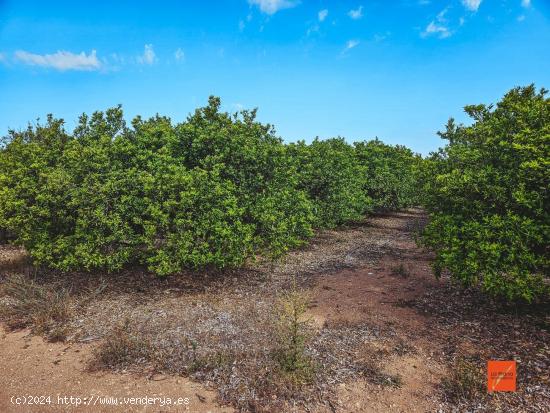 FINCA RUSTICA EN VENTA EN SANTA BARBARA (TARRAGONA) - TARRAGONA