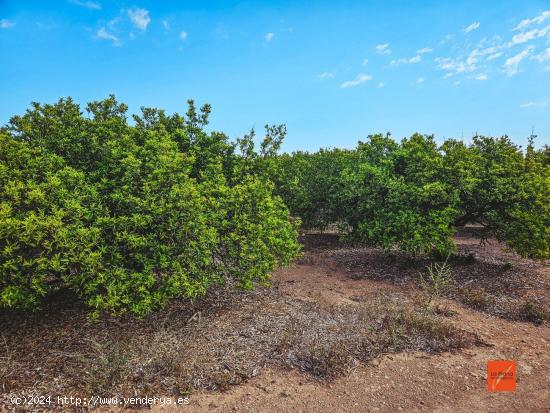 FINCA RUSTICA EN VENTA EN SANTA BARBARA (TARRAGONA) - TARRAGONA