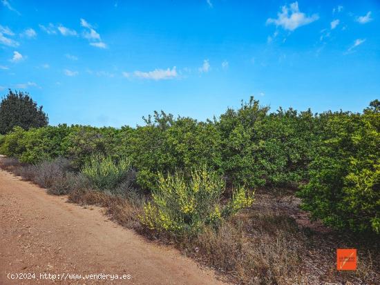 FINCA RUSTICA EN VENTA EN SANTA BARBARA (TARRAGONA) - TARRAGONA