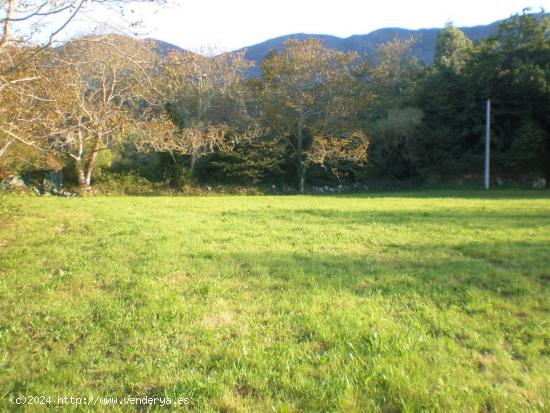 FINCA EDIFICABLE Y PARCELABLE EN TRES, CERCANA A RIBADESELLA - ASTURIAS