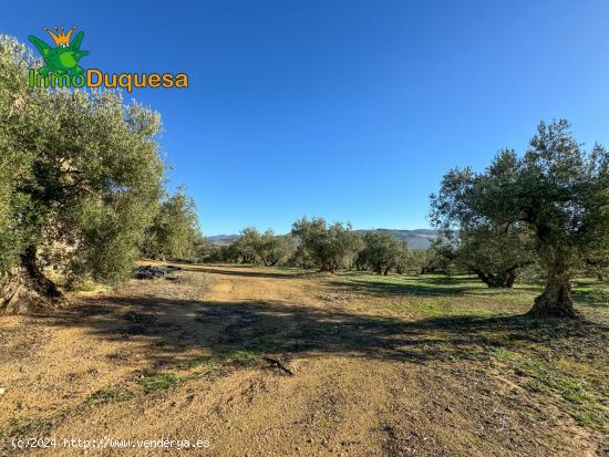 Finca rustica de 116,40 hectareas de OLIVAR en Loja. - GRANADA