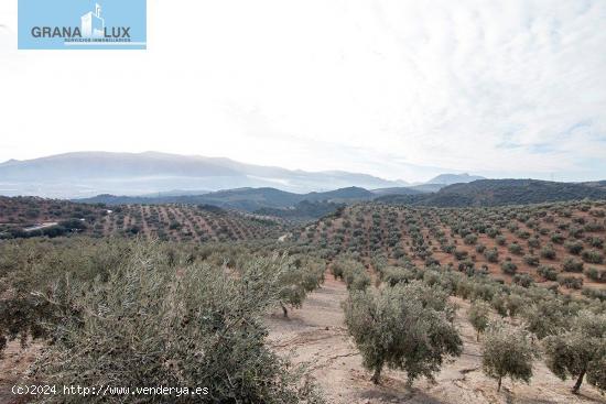 Magnifica finca 46 Hectáreas de la cual plantada de olivos, aproximadamente 43. - GRANADA