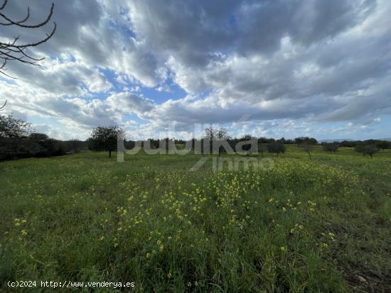 Finca Rustica con gran solar - BALEARES