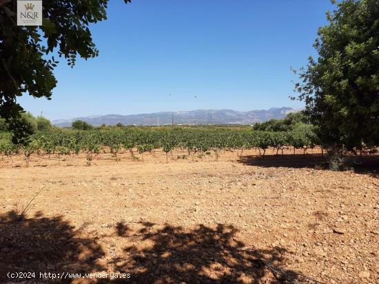 FINCA RÚSTICA EN BINIALI CON PROYECTO - BALEARES