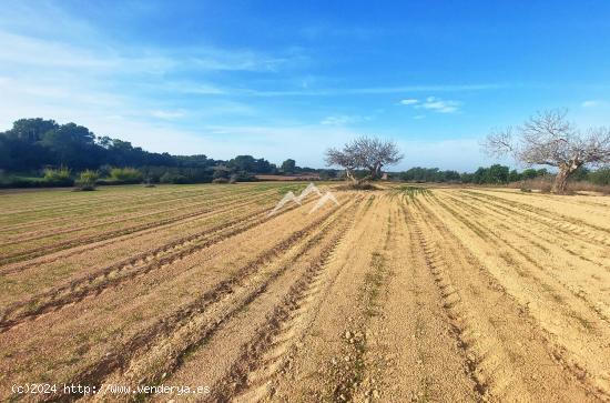 Lote de tres terrenos de 10 Ha, uno de ellos edificable, en Felanitx - BALEARES