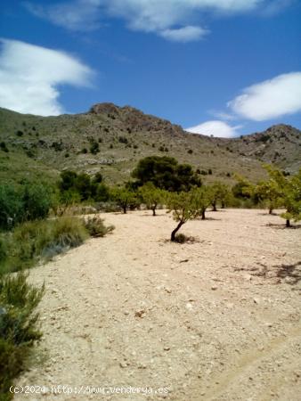 Parcela rústica  con producción de almendras - MURCIA