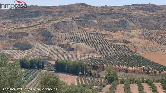  FINCA DE OLIVOS DE REGADIO - GRANADA 