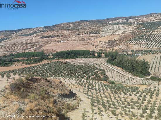 FINCA DE OLIVOS DE REGADIO - GRANADA