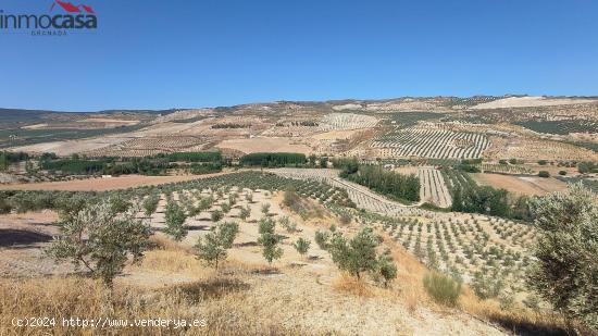 FINCA DE OLIVOS DE REGADIO - GRANADA