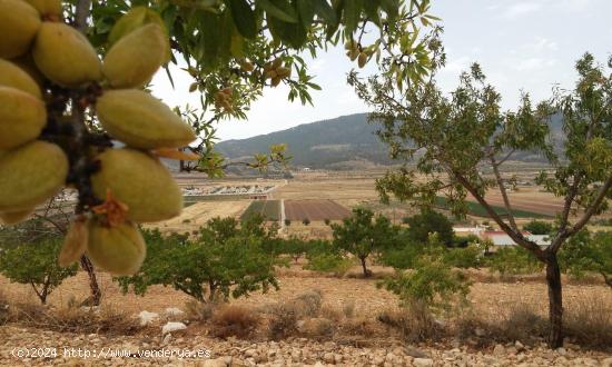 PARCELA HONDON DE LAS NIEVES - ALICANTE