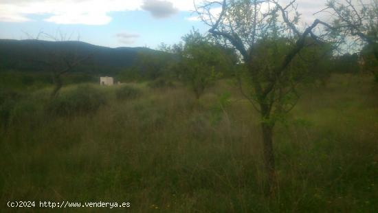 TIENE CASA EN RUINAS ,. TIENE CUEVA CON AGUA NATURAL , - ALICANTE