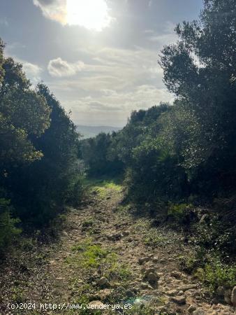 TERRENO RÚSTICO EN ZONA VALDECABRAS - CADIZ