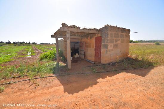  Finca rústica con caseta de herramientas en Muro - BALEARES 