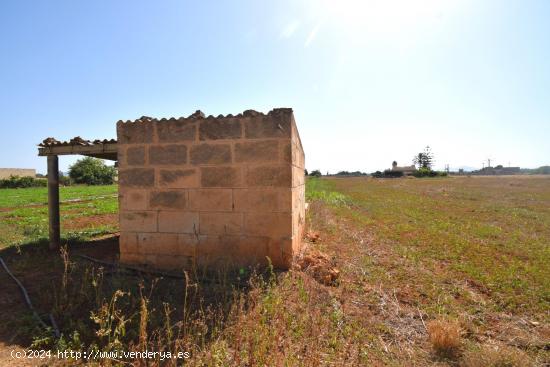 Finca rústica con caseta de herramientas en Muro - BALEARES