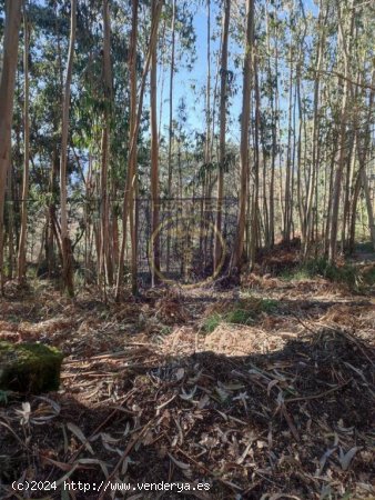 Se vende terreno rustico con arboles de 2200 m2 Tui