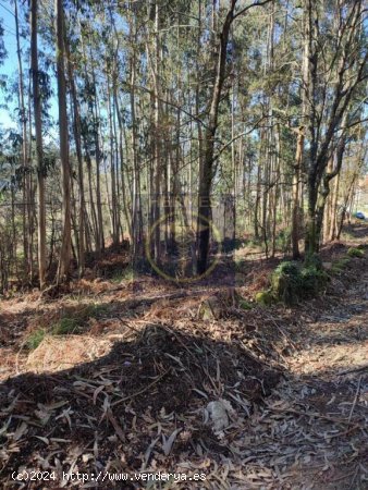 Se vende terreno rustico con arboles de 2200 m2 Tui