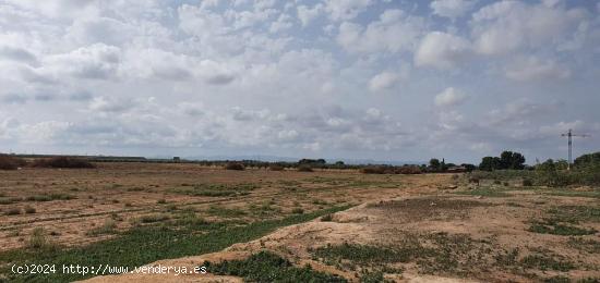 SE VENDE FINCA RUSTICA EN LOS MARTINEZ DEL PUERTO - MURCIA