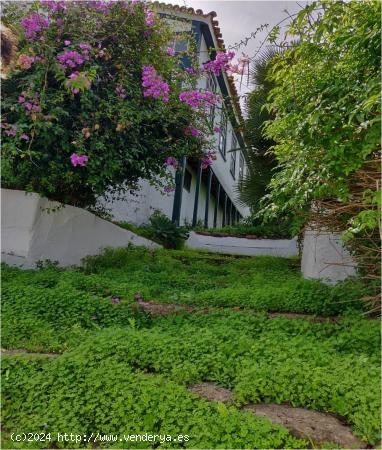 CASA CANARIA CON FINCA RUSTICA, TEGUESTE - SANTA CRUZ DE TENERIFE