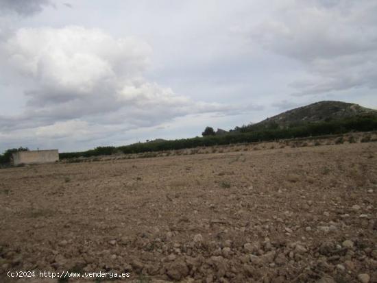 PARCELA EN ASPE - ALICANTE