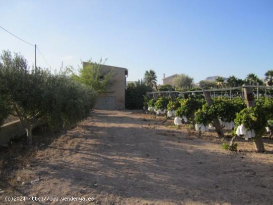 SE VENDE TERRENO EN NOVELDA - ALICANTE