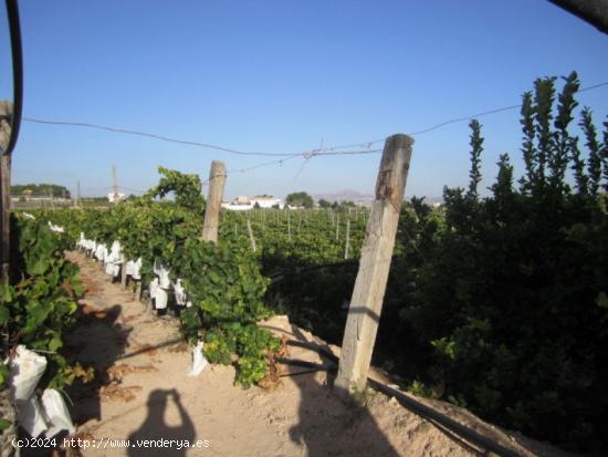 SE VENDE TERRENO EN NOVELDA - ALICANTE