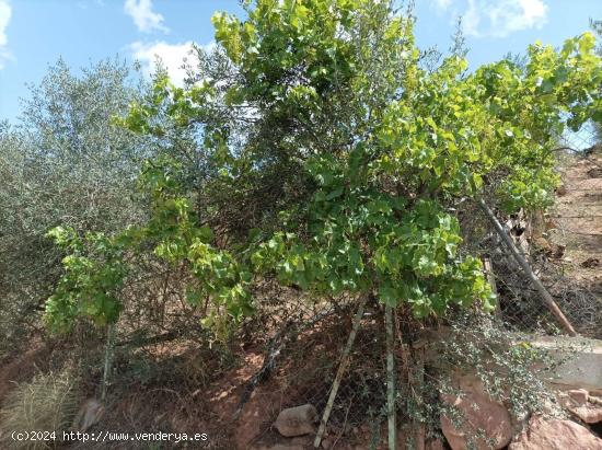 Se vende finca Rústica/agrícola en zona Cortijo Don Carlos, Campanillas - MALAGA