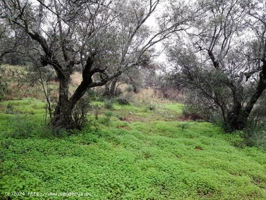  Parcela 1500 m2 al lado del pueblo Sierra de Fuentes - CACERES 