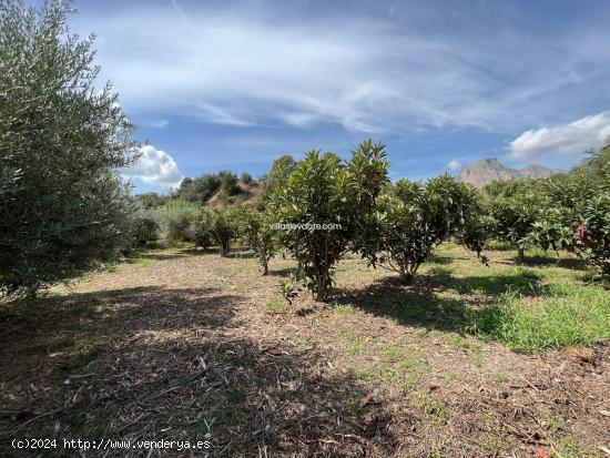 FINCA RUSTICA PARA USO AGRARIO - ALICANTE