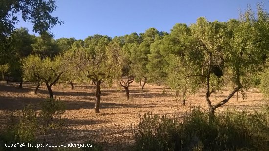 Suelo rústico en venta  en Horta de Sant Joan - Tarragona