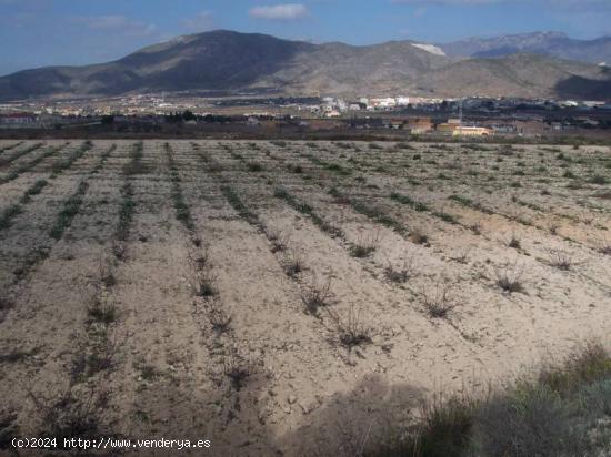 TERRENO EN HONDON DE LOS FRAILES - ALICANTE