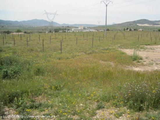 SE VENDE TERRENO EN HONDON DE LAS NIEVES - ALICANTE