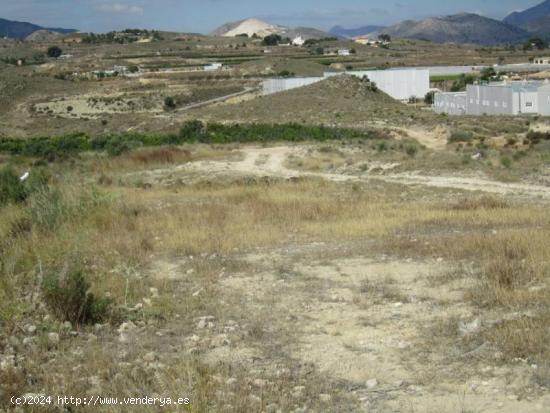  FINCA RÚSTICA - ALICANTE 