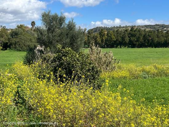 GRAN FINCA RUSTICA CON CASA TIPICA MALLORQUINA, CON LUZ Y AGUA - BALEARES