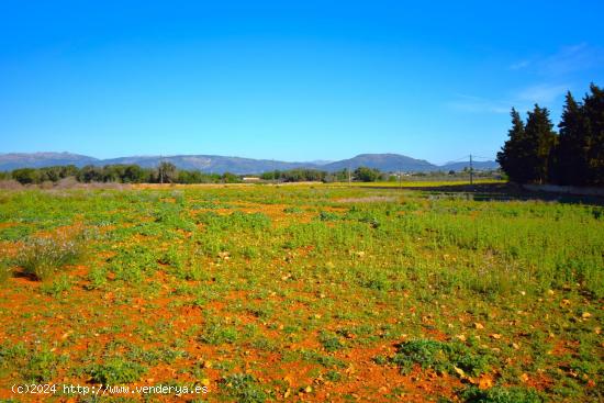 Finca rústica con posibilidad de vivienda en Muro - BALEARES