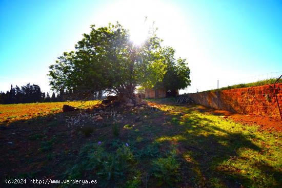 Finca rústica con posibilidad de vivienda en Muro - BALEARES