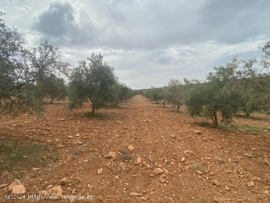 Finca de olivos cerca de Padul - GRANADA