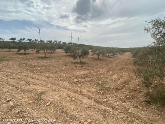 Finca de olivos cerca de Padul - GRANADA