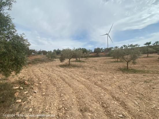 Finca de olivos cerca de Padul - GRANADA