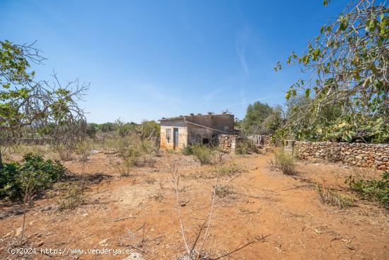  Suelo Rústico con caseta antigua para reformar en Santa Margalida - BALEARES 