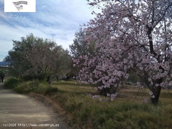 OPORTUNIDAD TERRENO CON REFUGIO EN AGULLENT/ALBAIDA - VALENCIA