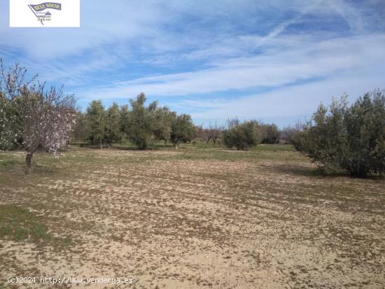 OPORTUNIDAD TERRENO CON REFUGIO EN AGULLENT/ALBAIDA - VALENCIA