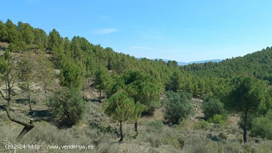 FINCA RURAL 267 HECTAREAS CON 6 VIVIENDAS CON PISCINAS - MURCIA