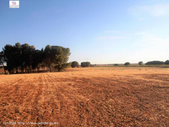 NMOVILCASH VENDE Parcela en Madrigueras (Albacete). Pinada de 17.958m2 - ALBACETE