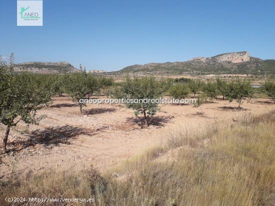 TERRENO AGRICOLA CON AGUA DE RIEGO Y CULTIVOS - ALICANTE