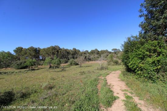 Se Vende en Algaida - BALEARES