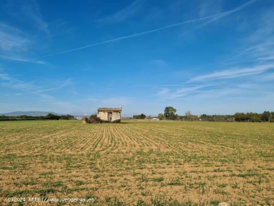 Se vende finca rústica edificable en la zona de Son Moix - BALEARES