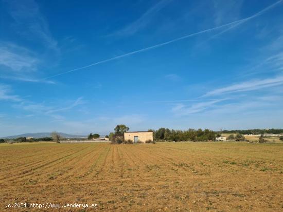 Se vende finca rústica edificable en la zona de Son Moix - BALEARES