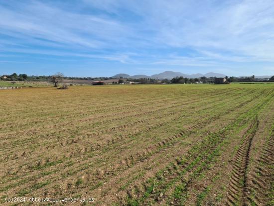 Se vende finca rústica edificable en la zona de Son Moix - BALEARES