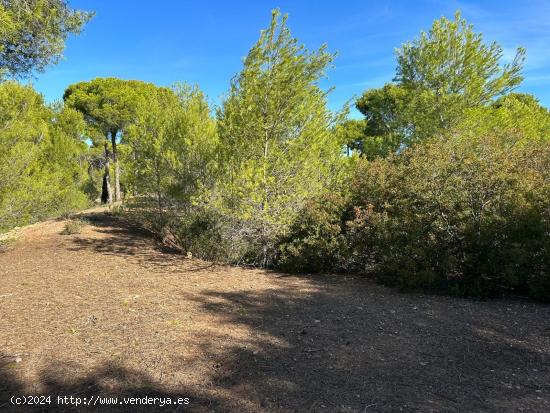 TERRENO EN ALBALAT DELS TARONGERS - VALENCIA