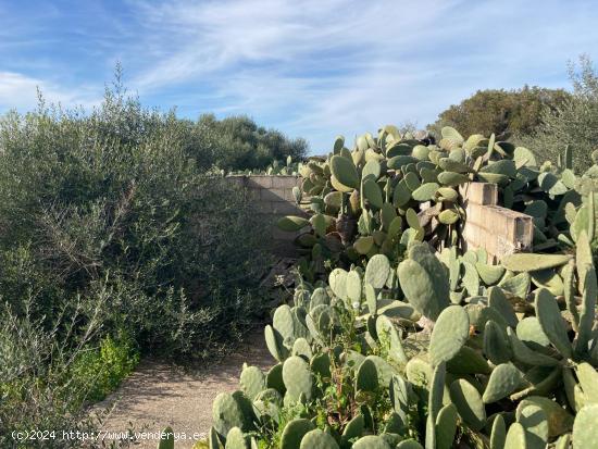 FINCA RUSTICA PARA REFORMAR - BALEARES